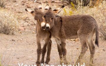 Protect burros, protect yourself!