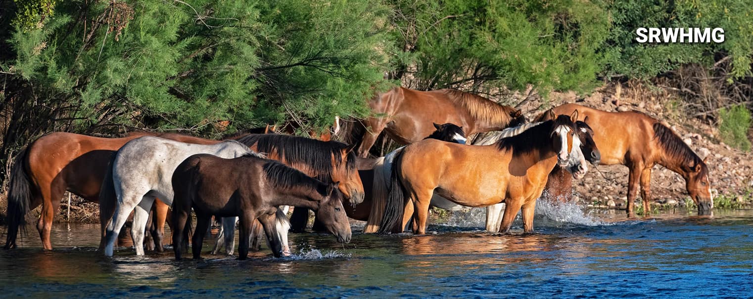 FROM THE AZDA: FOR IMMEDIATE RELEASE  NOTICE : Suspected VSV in Salt River Horse Herd