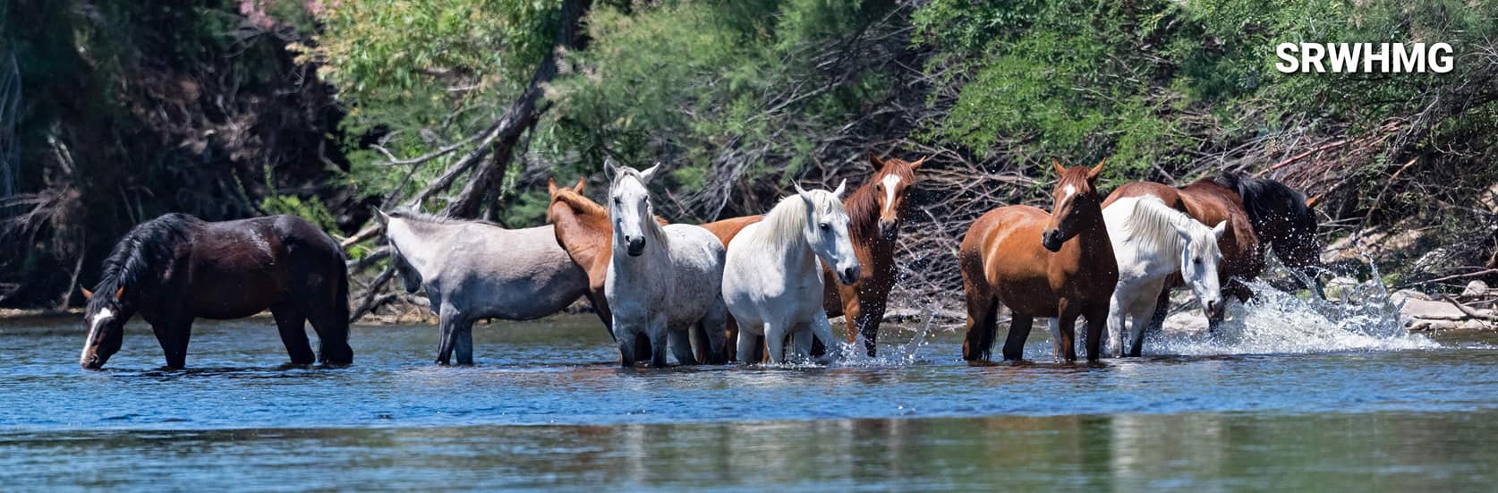 Join Salt River Wild Horses – Advocates on Facebook!