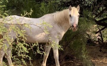 Shadowfax has retired: Retirement of a lead stallion in the wild
