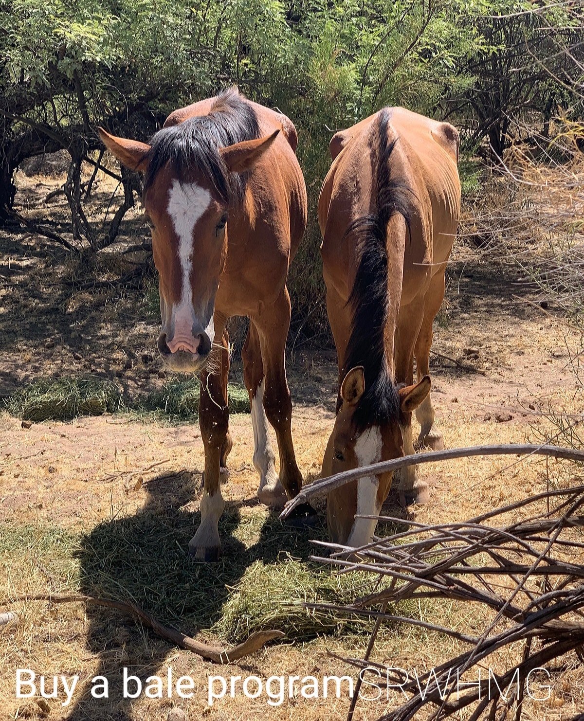 Please support the Salt River River wild horses through thick and through thin!