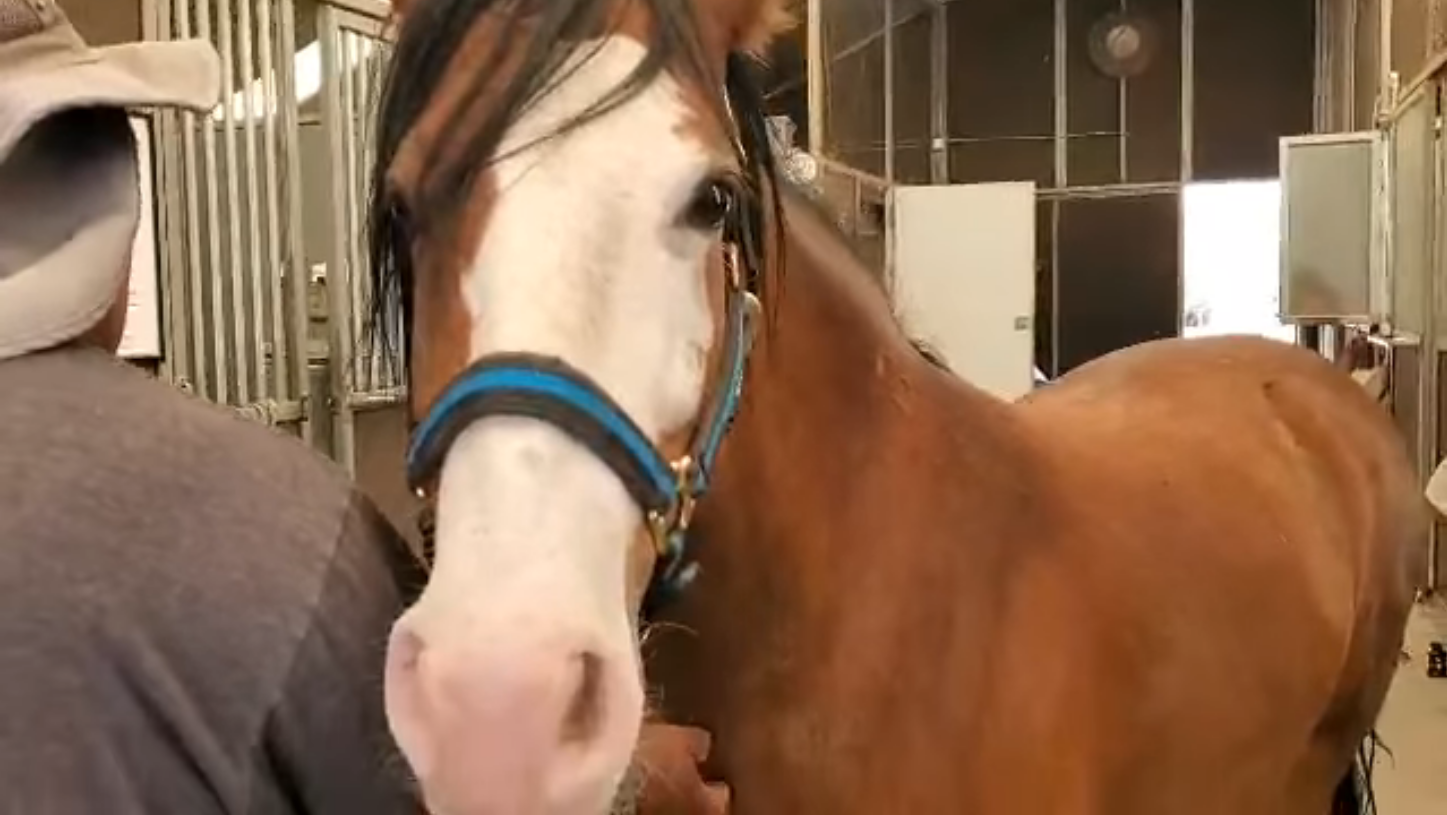 A Salt River River wild horse who has beat all the odds