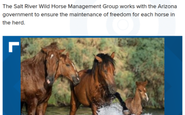 Article: Salt River Wild Horses thrive with the help of loving volunteers
