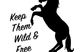 “Wild and Free” Sticker available!