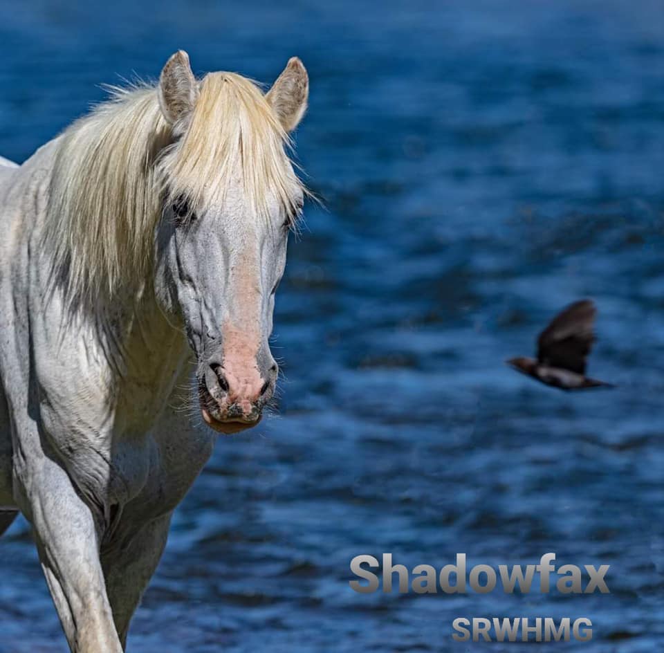 🌟 AZDA’s Salt River Horse Herd Spotlight: SHADOWFAX! 🌟