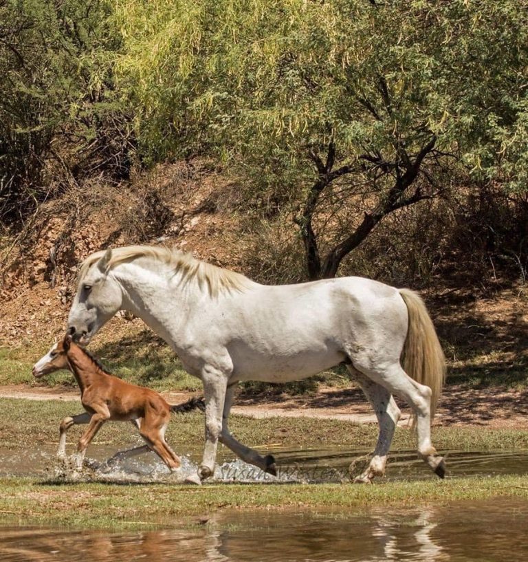 AZDA's Salt River Horse Herd Spotlight: SHADOWFAX! - Salt River Wild ...