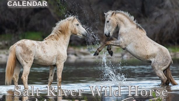 Salt River Wild Horse Management Group Calendar 2021