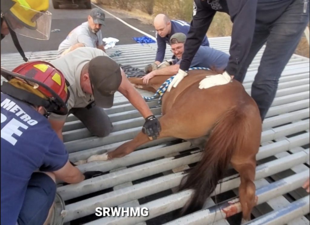 How to keep a wild horse off the road but also out of a cattle guard