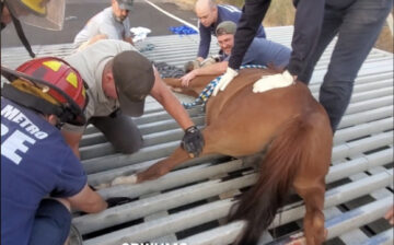 How to keep a wild horse off the road but also out of a cattle guard.
