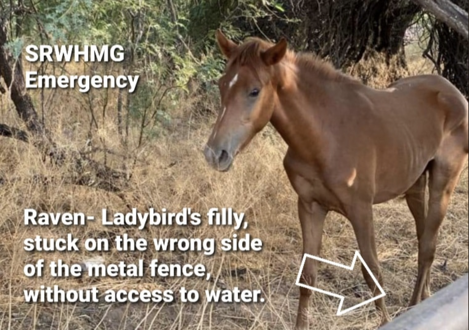 We received a call on our hotline about a horse on the wrong side of the metal fence, yesterday afternoon.