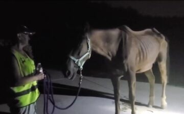 We were hoping for a quiet Friday night, but our road patrol discovered a domestic horse in the forest.