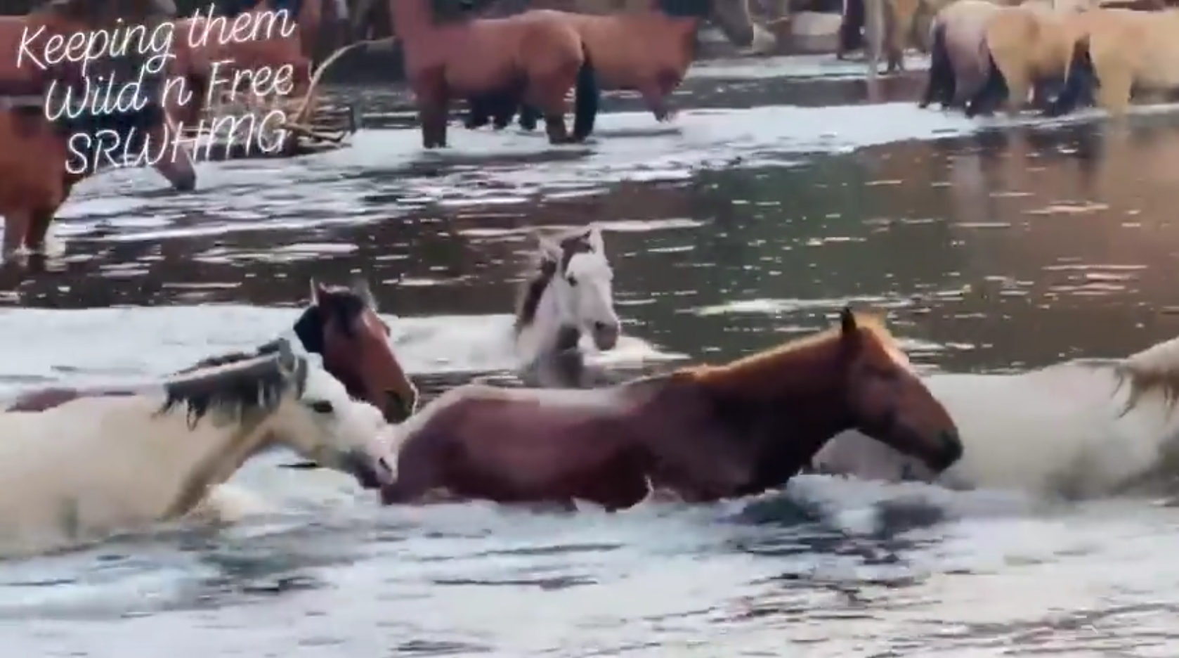 Video: Wild horses, so peaceful and so sweet…