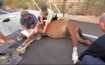 Awful! Another wild horse in a cattleguard!