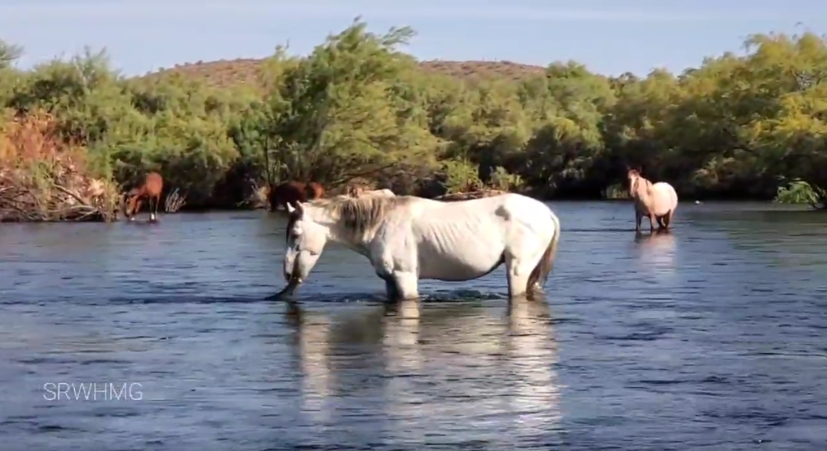 Bif Demonstrates: How to eat Eelgrass - Salt River Wild Horse