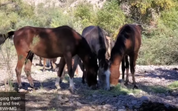 Here is a feed station update on a monitored band of Salt River wild horses.