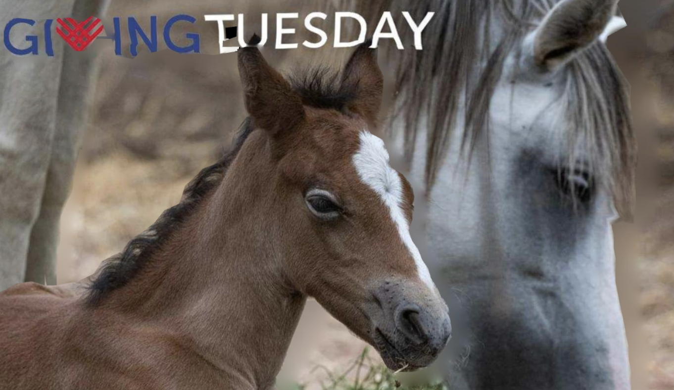 Today is giving Tuesday, a day to make your impact count for the Salt River wild horses.