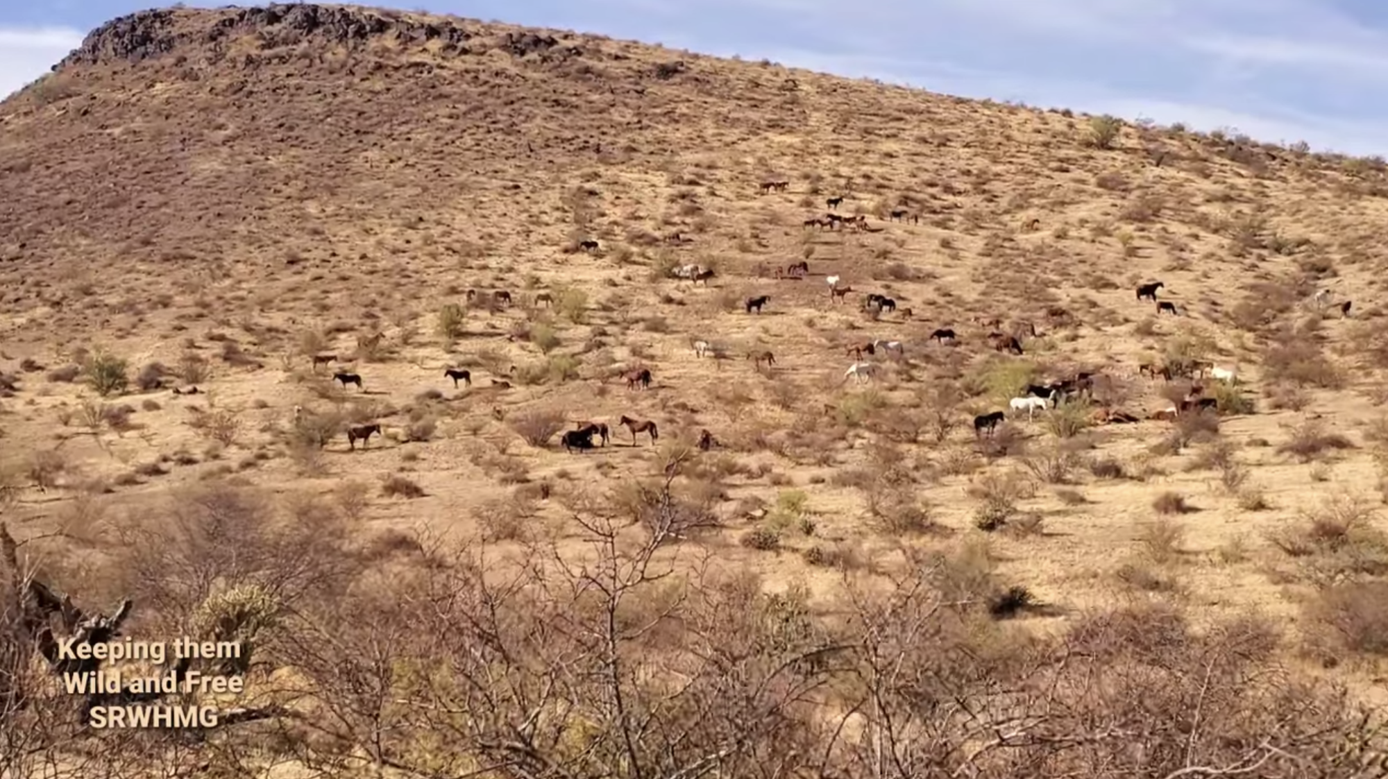 When ten different bands decide to hang out together, you get a mountain in the Tonto National Forest, beautifully decorated with every color Salt River wild horse.