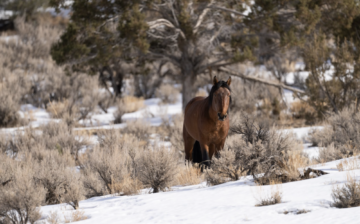 We are so saddened by the continuous roundup and removal of thousands of wild horses by the Bureau of Land Management