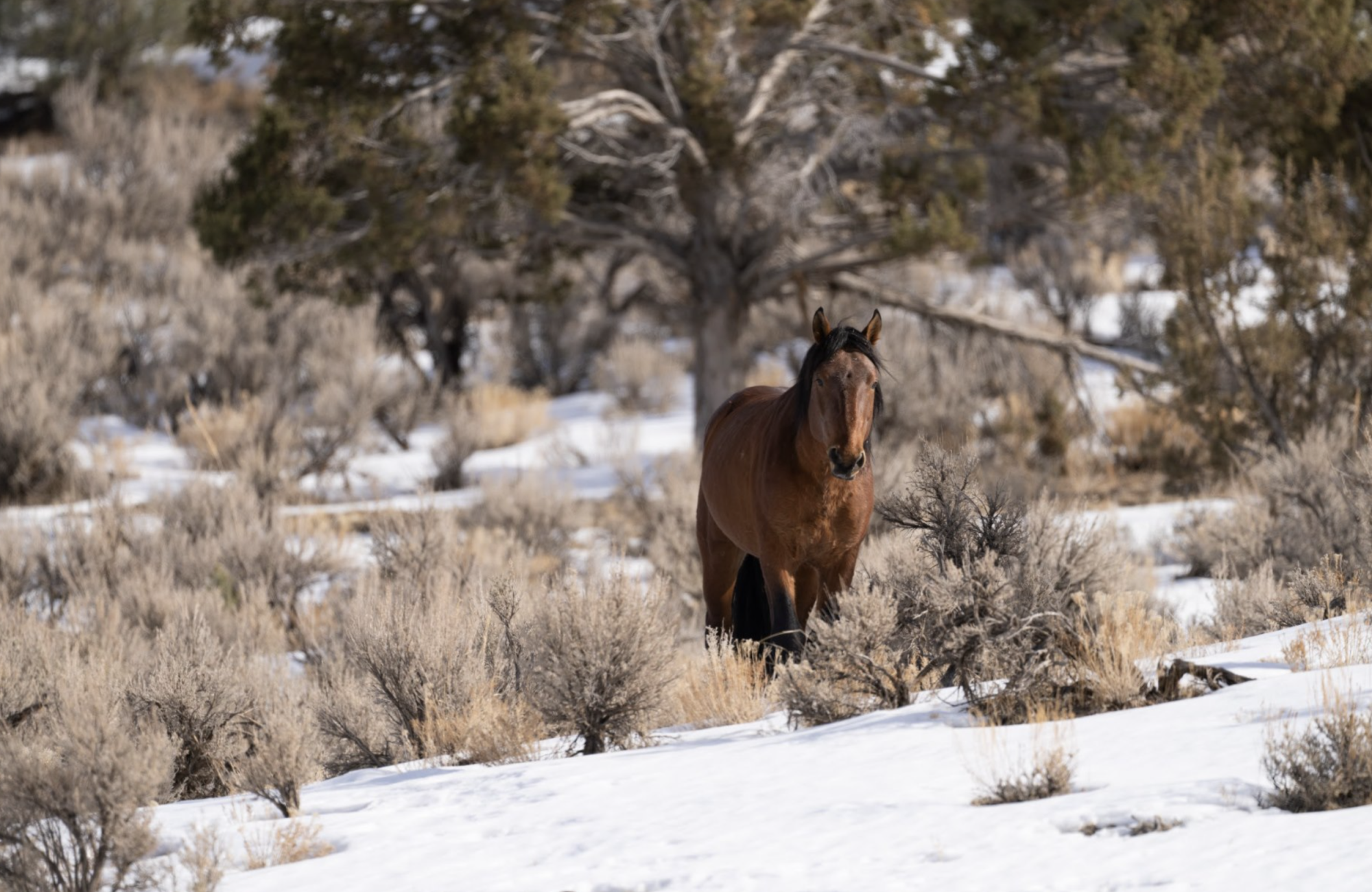 We are so saddened by the continuous roundup and removal of thousands of wild horses by the Bureau of Land Management