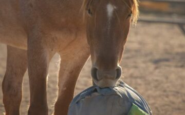 Gift a horse a toy!