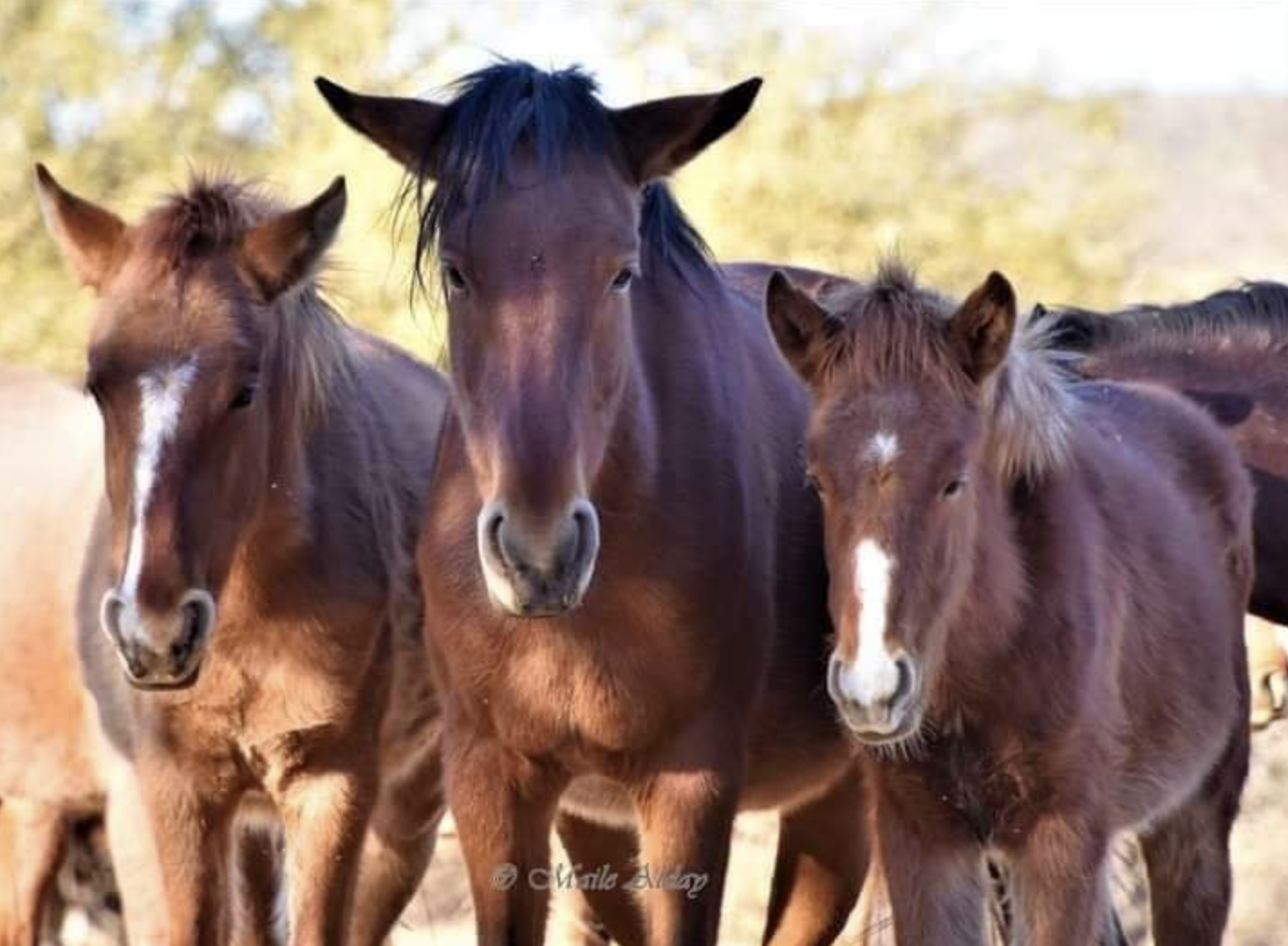 A Story of Humane Wild Horse Management