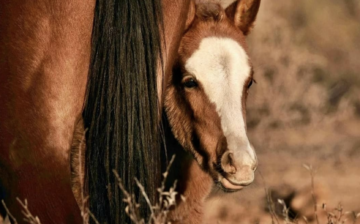 The last foal of 2020, born on November 10th