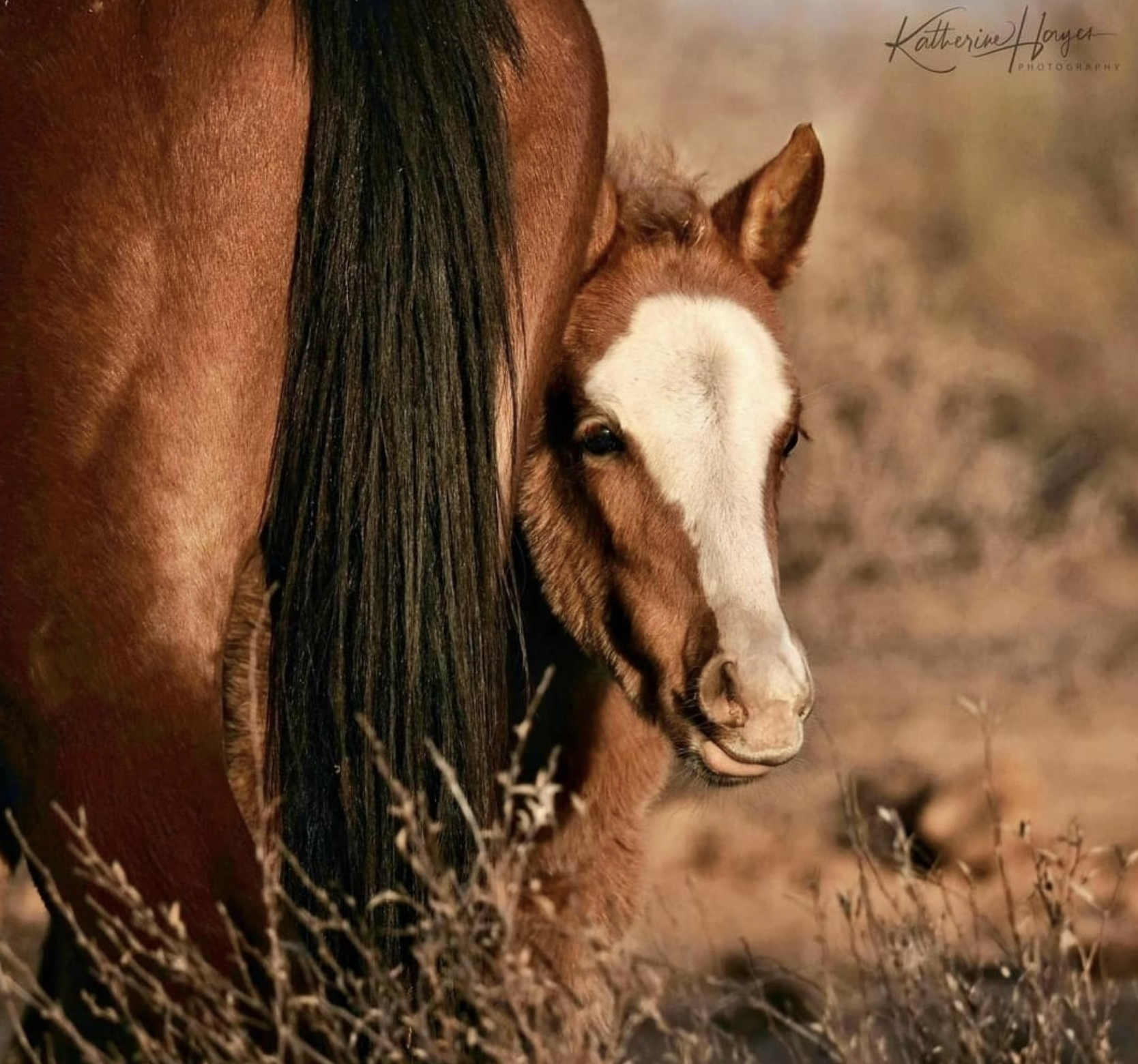 The last foal of 2020, born on November 10th