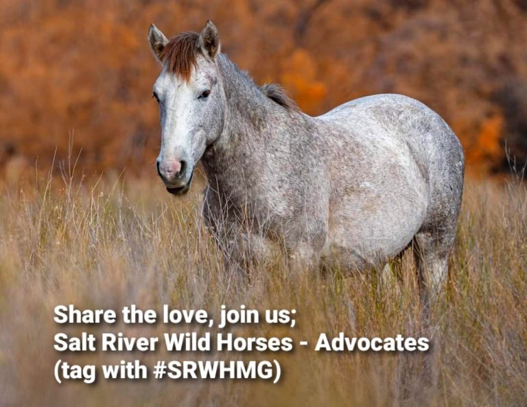 General Horse Viewing Info Salt River Wild Horse Management Group