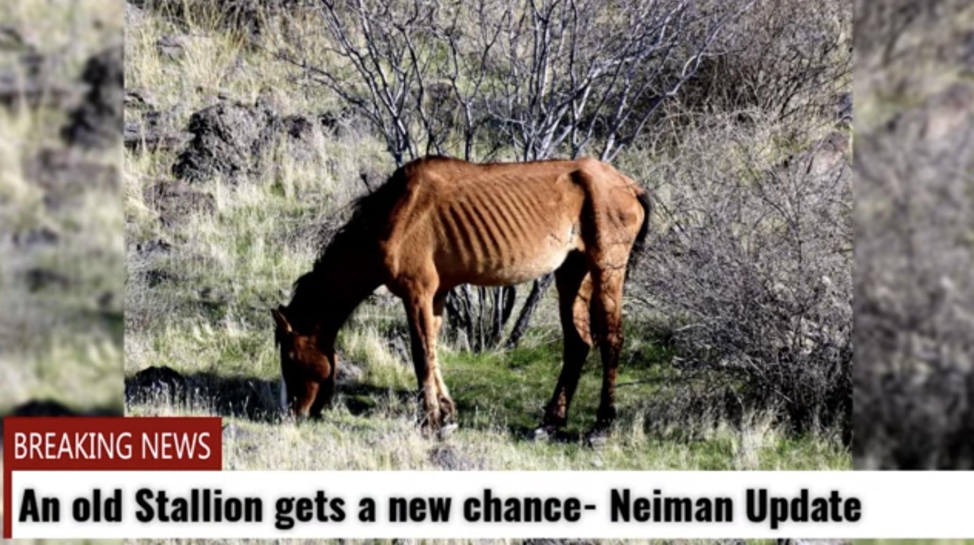 Neiman was a beautiful and compassionate lead stallion