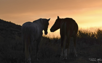 Thank you to all the photographers who share the everyday lives of the Salt River wild horses!
