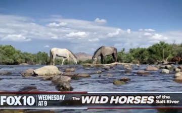 Coming up! A news piece that highlights our life’s work: the humane management of the Salt River wild horses.