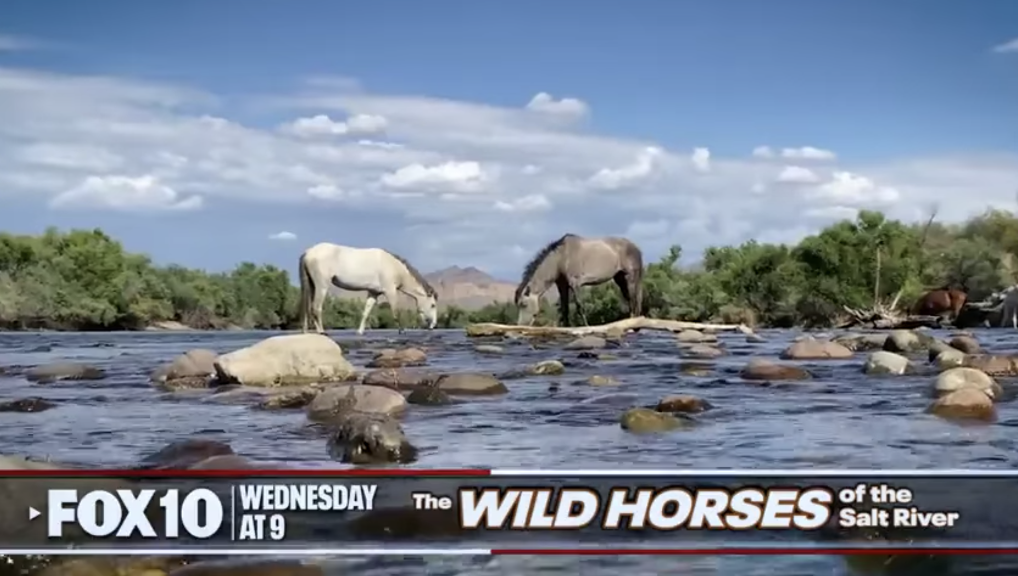 Coming up! A news piece that highlights our life’s work: the humane management of the Salt River wild horses.