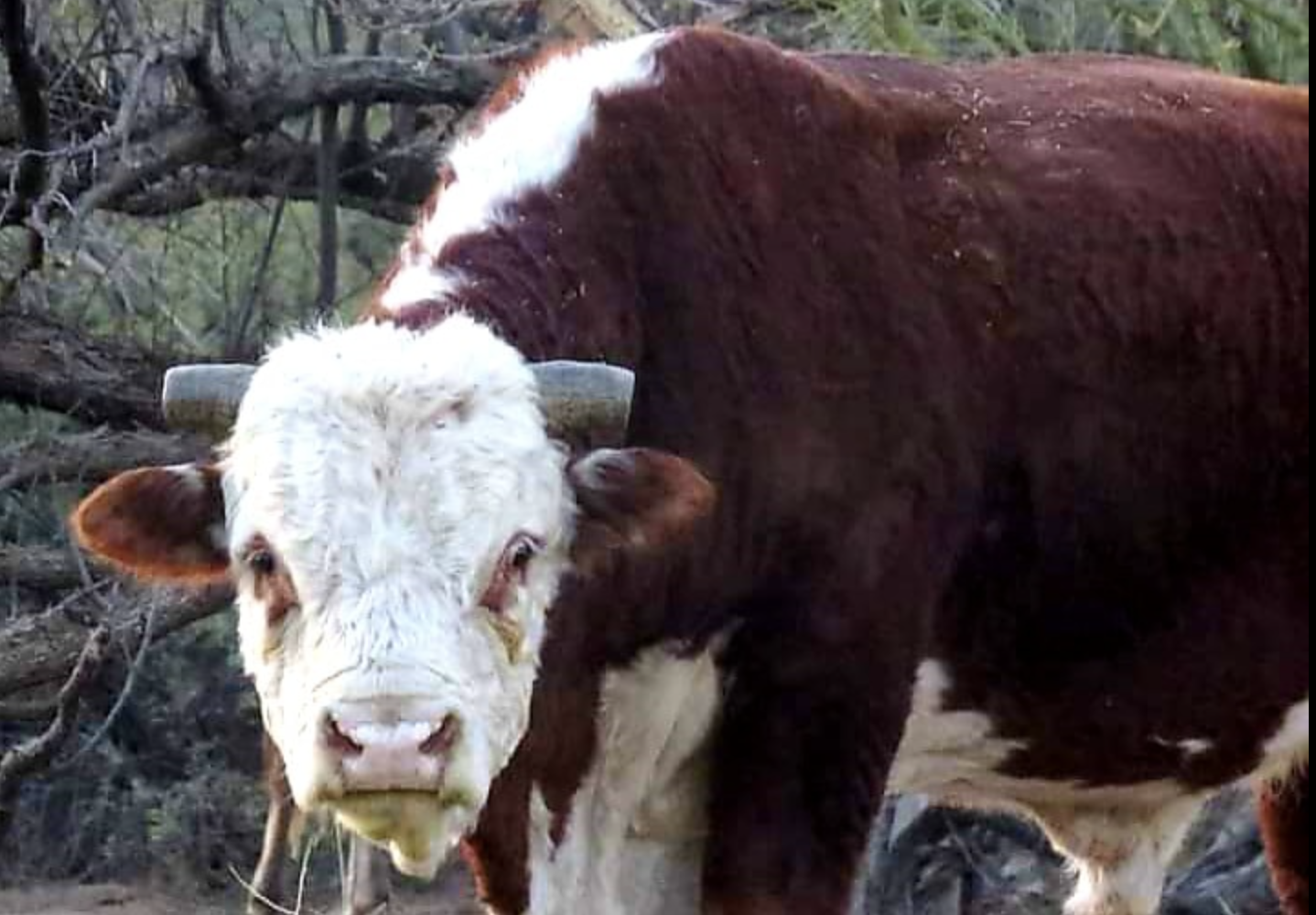 Would it be strange to try and save a Salt River wild Bull?