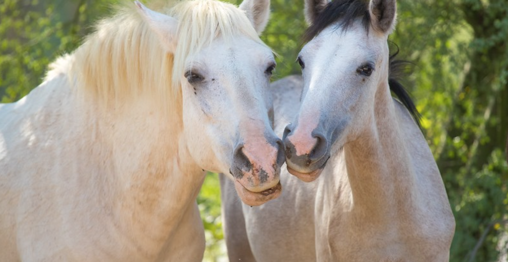 Find out where you can buy  beautiful prints/photos/canvases of the Salt River wild horses