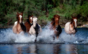 Is there anything better to see, than these majestic horses running free?