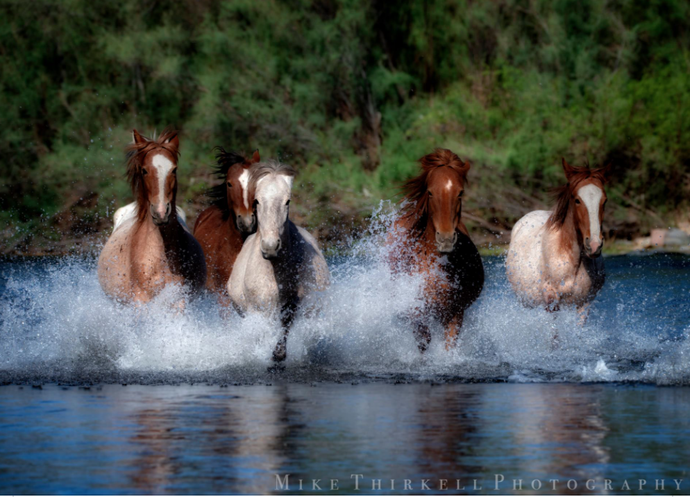 Is there anything better to see, than these majestic horses running free?