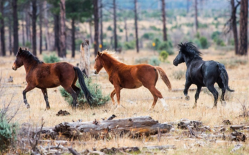 Stand against the EA of the Apache Sitgreaves National Forest!
