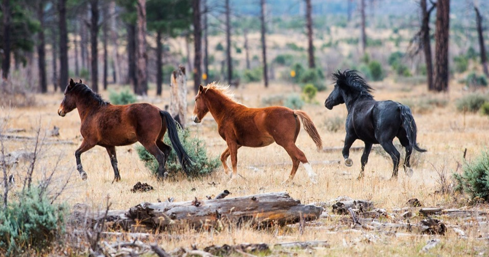 Join us in some action for the Heber Wild horses!