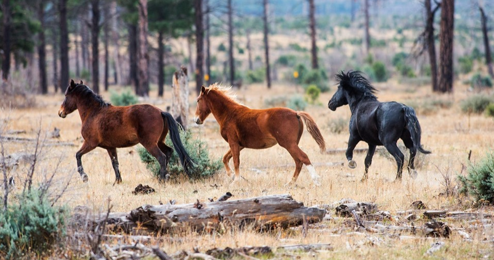 Stand against the EA of the Apache Sitgreaves National Forest!