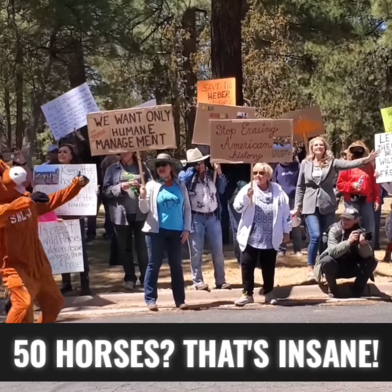 The Heber wild horses are in grave danger!!