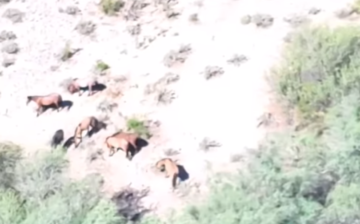 Checking On Salt River Wild Horses From The Air!