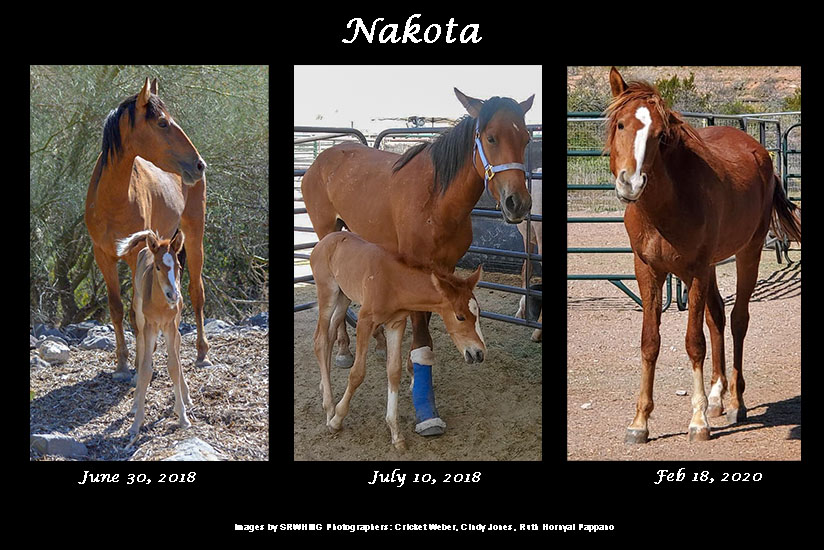 Sponsor Nakota For Her Birthday!