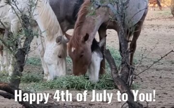 What is more American than wild horses?