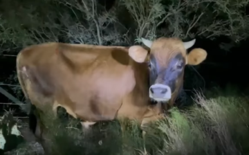 How did this poor bull end up on Bush Hwy? (Happy Ending!)