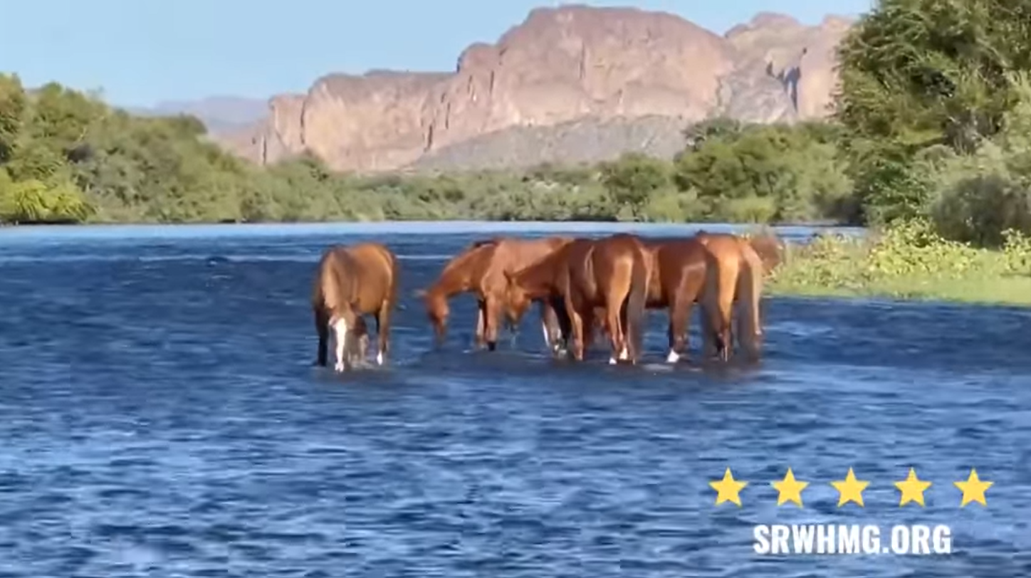 It’s easy to “fall” in love with the Salt River wild horses!
