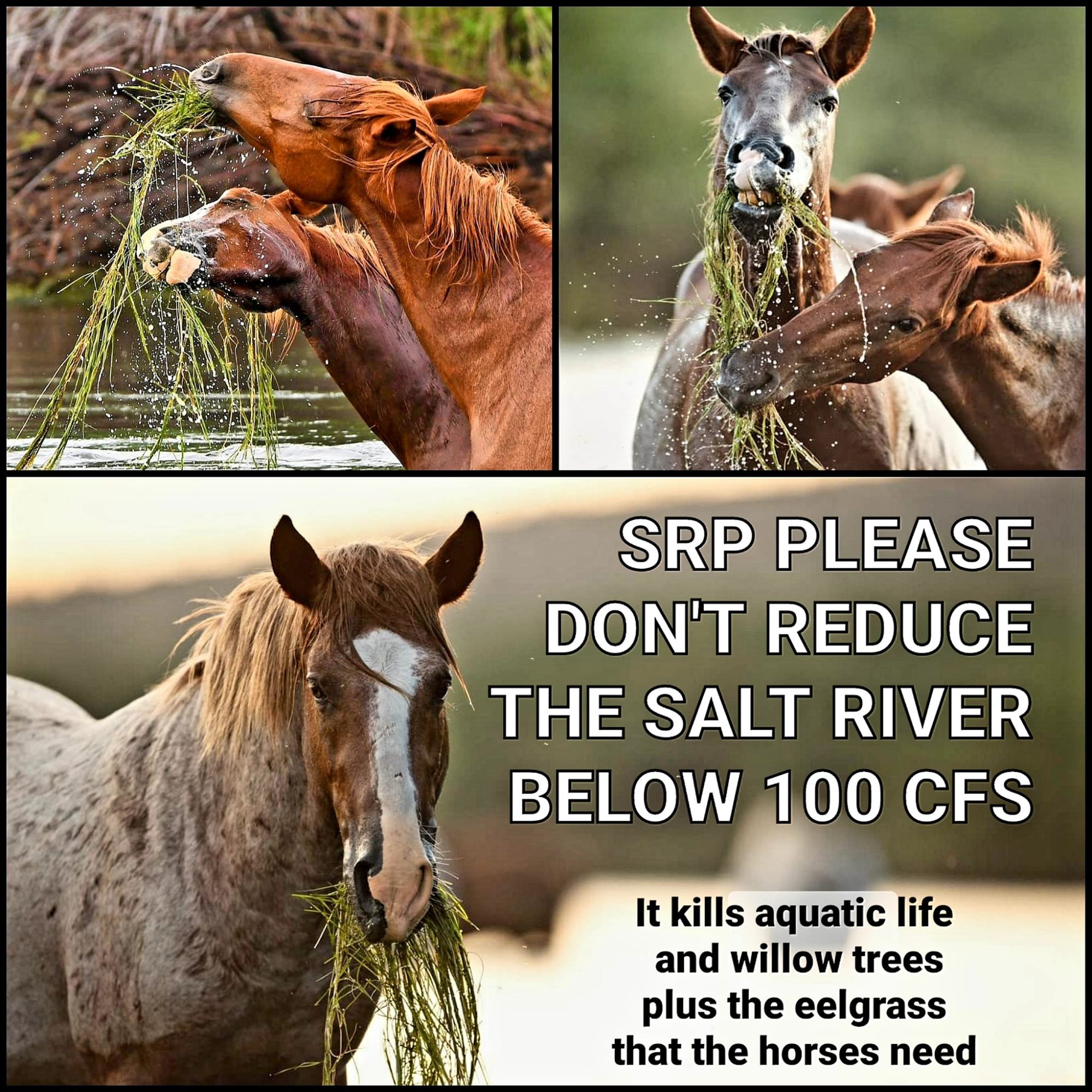 Another Challenge for the Salt River wild horses, but YOU can help!