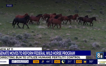 U.S. Senate moves to reform federal wild horse program