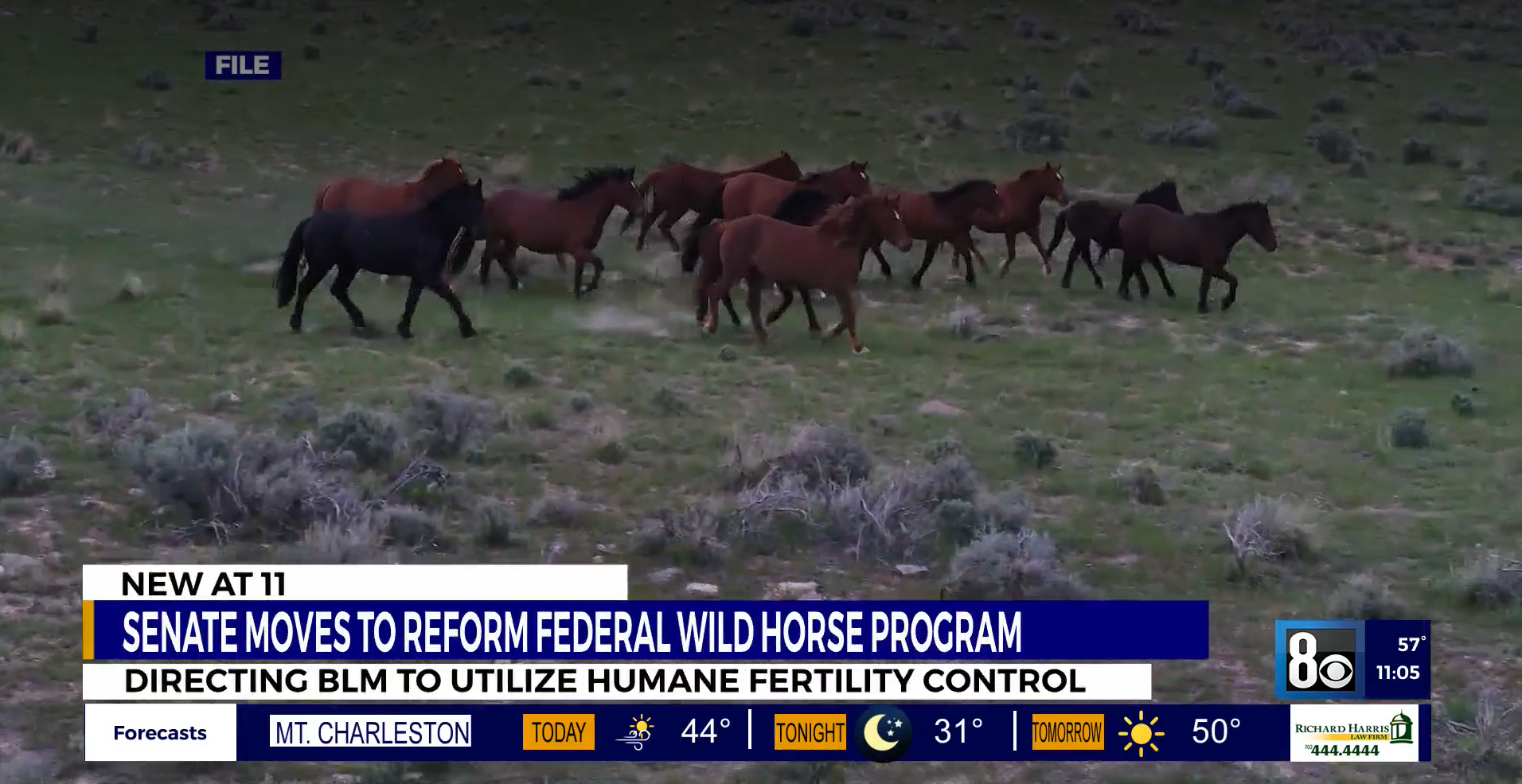 U.S. Senate moves to reform federal wild horse program