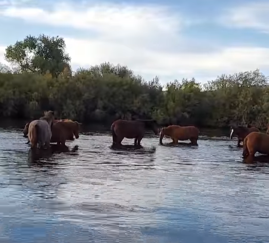 LIVE : Salt River wild horses enjoying life and eelgrass.