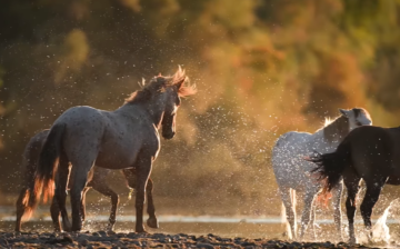 💥This video puts the wild back in wild horses!
